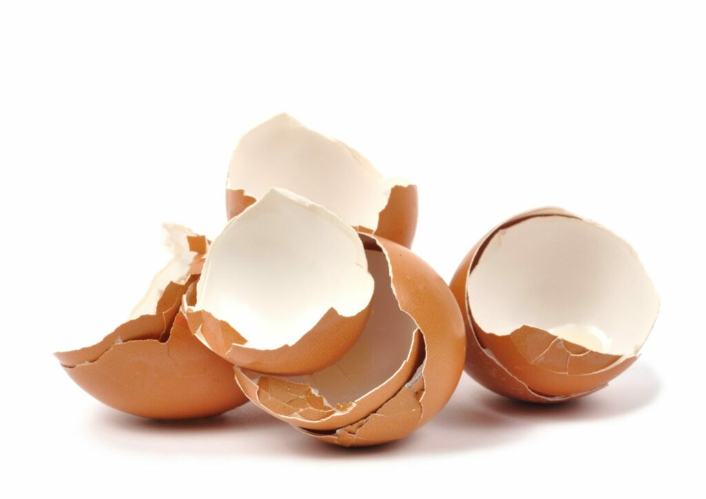 eggshells organic waste