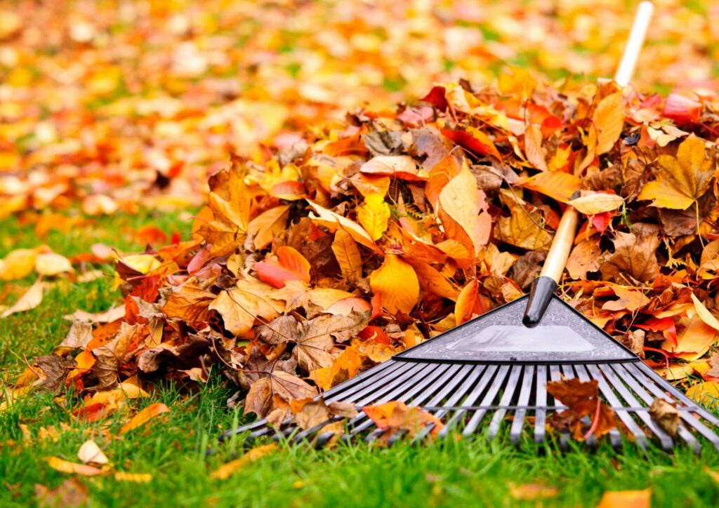 leaves in the organic waste bin