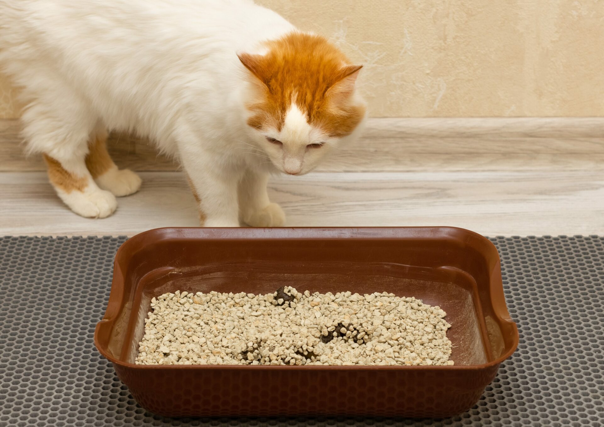 cat litter in organic waste