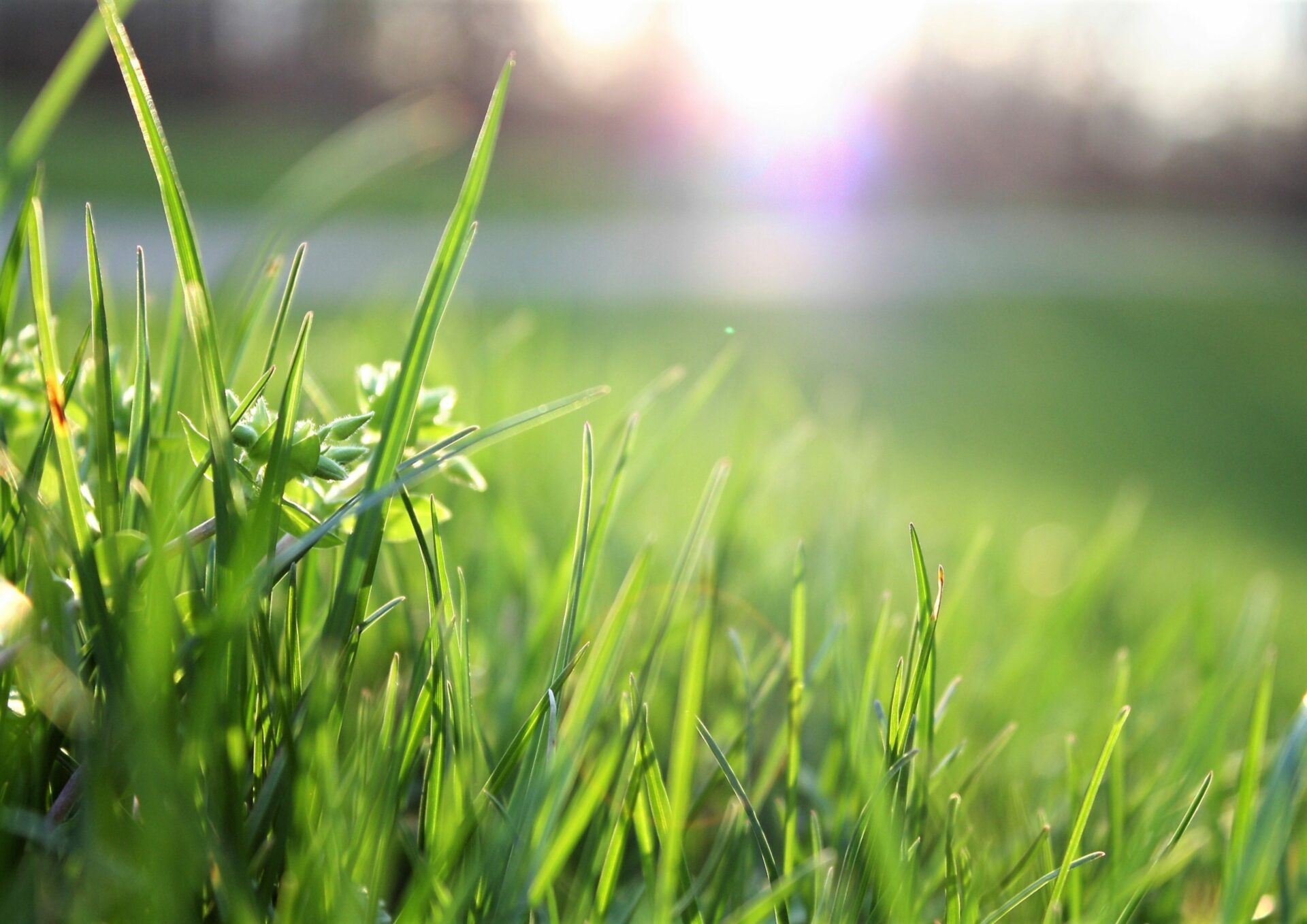 may lawn clippings be put in the organic waste garbage can